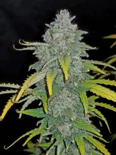 Blue Dream Auto / Blue Dream'matic autofem (FastBuds), Америка