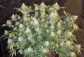 Gelato 41 fem (Seed Stockers), США
