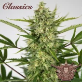 Ak Auto autofem (Buddha Seeds), Испания