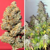 Auto Kerosene Krash autofem (Dutch Passion), Нидерланды