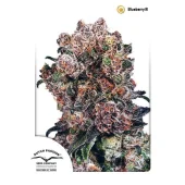 Blueberry fem (Dutch Passion), Нидерланды