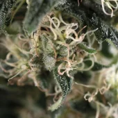Total Cheese Auto (Super Cheese Auto) autofem (Trikoma Seeds), Испания