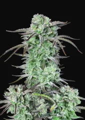 Strawberry Banana Auto autofem (FastBuds), Америка