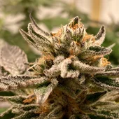 Sublimator Auto autofem (R-Kiem Seeds), Испания
