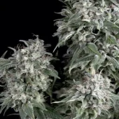The Palmar fem (Trikoma Seeds), Испания