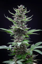 Tropicana Cookies Auto autofem (FastBuds), Америка
