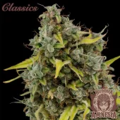Amnesia fem (Buddha Seeds), Испания