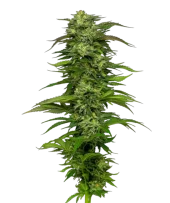 Dream Queen Auto fem (Humboldt Seed Company), США