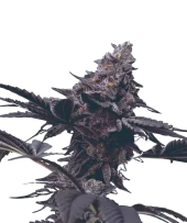 Peanut Butter Breath fem  (Mavericks Genetics)