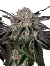 Wonder Pie fem (GHS), Нидерланды