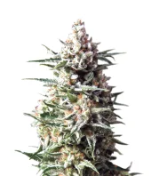 Anesthesia fem (Pyramid Seeds), Испания