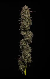 California Cream fem (Humboldt Seed Company), США