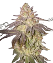 Black Toffee Auto autofem (GHS), Нидерланды