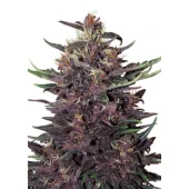 Purple Kush Auto autofem (Buddha Seeds), Испания