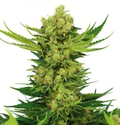 Tutankhamon fem (Pyramid Seeds), Испания