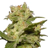 Auto Jack autofem (Paradise Seeds), Нидерланды