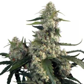 Quasar fem (Buddha Seeds), Испания