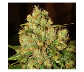 Master Kush Automatic autofem (Nirvana), Нидерланды