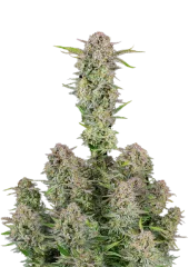 Bruce Banner Auto fem (FastBuds), Америка