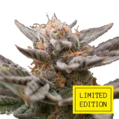 Larry Cookies OG genetics fem (IZI/LimEd)