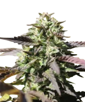 Chunkadelic Auto fem (Humboldt Seed Company), США