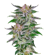 Olympia fem (Pyramid Seeds), Испания
