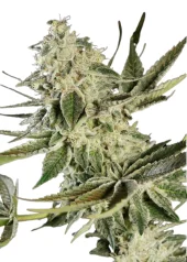 Glowstarz fem (Paradise Seeds), Нидерланды