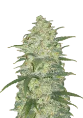 Original Auto White Widow fem (FastBuds), Америка