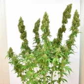 THC-Victory fem (Dutch Passion), Нидерланды