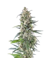 Amnesia Gold fem (Pyramid Seeds), Испания