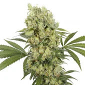 Medikit fem (Buddha Seeds), Испания