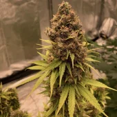 Diesel Fast F1 BX reg fast regular (Doctor Choice), Канада