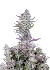 Wedding Glue Auto fem (FastBuds), Америка