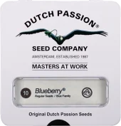 Blueberry reg (Dutch Passion), Нидерланды