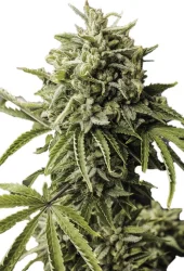 Auto Gummy Kush genetics fem (IZI)