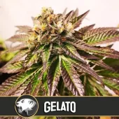 Gelato fem (Blimburn Seeds), Испания