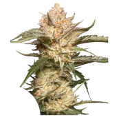 Auto Trichome & Cream autofem (Dutch Passion), Нидерланды