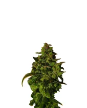 Somango XXL Automatic autofem (Nirvana), Нидерланды