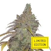 Quick Crack genetics fem (IZI/LimEd)