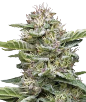 Garlic Budder fem (Humboldt Seed Company), США