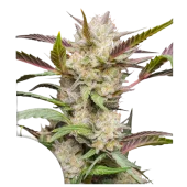 Auto Mimosa Punch autofem (Dutch Passion), Нидерланды