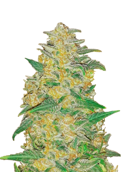 Феминизированные