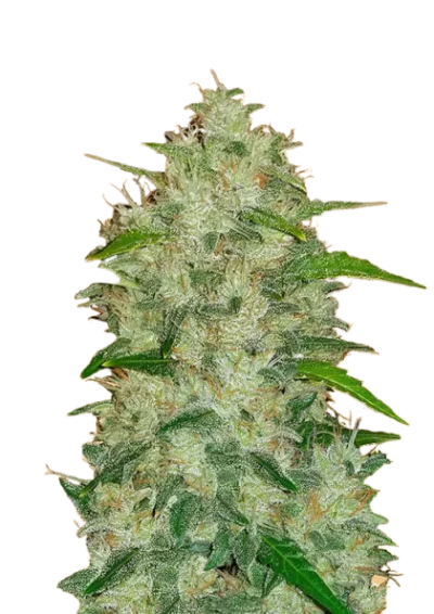 Феминизированные