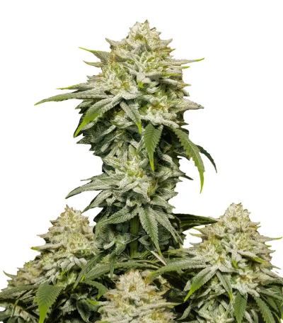 Феминизированные